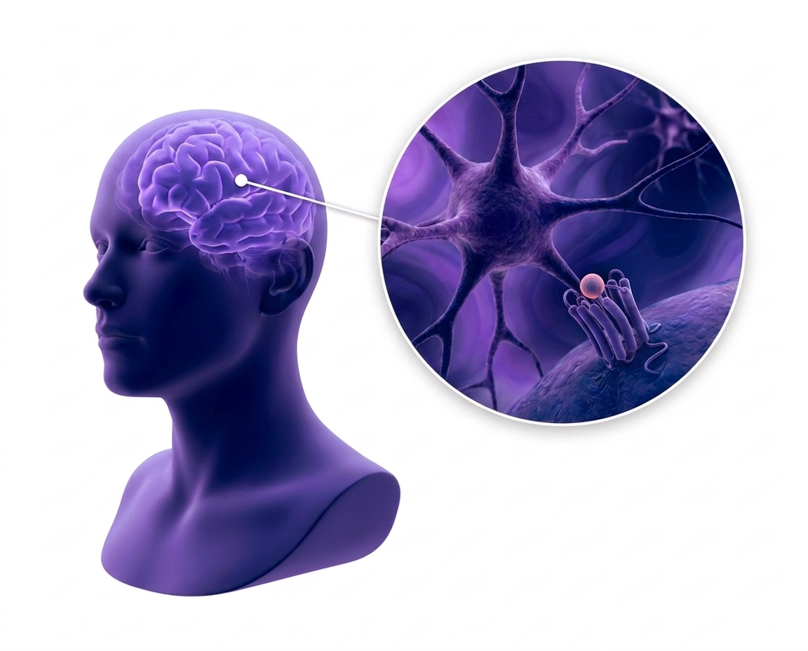 Illustration of a brain with a zoomed-in view of a neuron and endorphin receptor